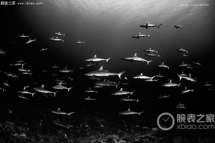 中西合璧：《腔棘鱼IV-创世纪》——孤独傲娇的鲨鱼居然有群体作战围猎行动？