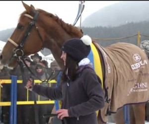 2012年版白色草馬參加競賽