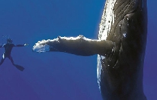 心系海洋，承继蔚蓝海洋保育旅程：BLANCPAIN五十噚系列Bathyscaphe深潜器腕表