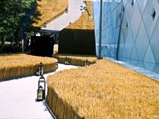 就在时髦的上海竟也体会了一把麦穗地里的自然风情
