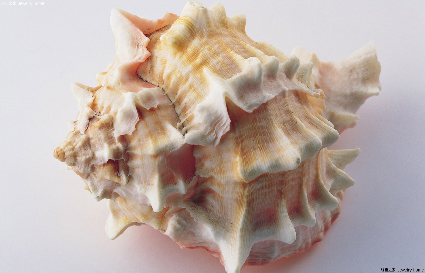 大海螺丨对我来说都是会看不会吃的海鲜|摄影|静物|山东飞鸟传媒 - 原创作品 - 站酷 (ZCOOL)