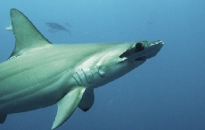 关爱海洋环境保护 呵护鲨鱼生存发展 豪利时携手天猫与上海海洋水族馆合作鲨鱼认养