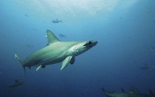 关爱海洋环境保护 呵护鲨鱼生存发展 豪利时携手天猫与上海海洋水族馆合作鲨鱼认养