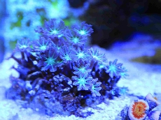 海底不只有“海王”，还有Mikimoto Coral珠宝！