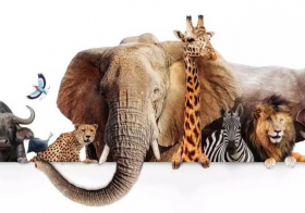 腕上Safari，動物大遷徙