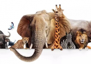 腕上Safari，動物大遷徙