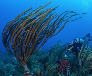 宝珀Blancpain携手Oceana开展探险行动 保护墨西哥湾珊瑚礁