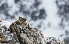卡地亚自然保护项目（Cartier for Nature）携手中国绿化基金会，共同致力于雪豹保护
