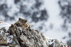 卡地亚自然保护项目（Cartier for Nature）携手中国绿化基金会，共同致力于雪豹保护