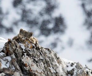卡地亞自然保護項目（Cartier for Nature）攜手中國綠化基金會，共同致力于雪豹保護