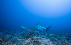 宝珀Blancpain分享由“腔棘鱼探险研究”团队与无沟双髻鲨保护协会携手的合作项目——Tamataroa行动的幕后故事