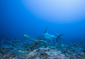 宝珀Blancpain分享由“腔棘鱼探险研究”团队与无沟双髻鲨保护协会携手的合作项目——Tamataroa行动的幕后故事