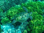 巴厘島浮潛歸來  入手寶珀五十噚極光綠