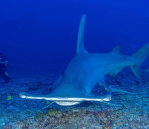 心系海洋！宝珀Tamataroa双髻鲨保护科考探险行动