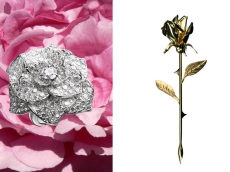 玫瑰恣意盛放 伯爵 Rose系列