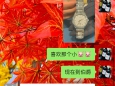 今年的生日听从安排  伯爵 PIAGET POLO