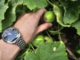 欧米茄海马AT150  精致标志优雅典雅