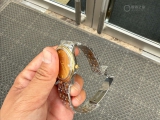 机缘巧合与它相遇  欧米茄碟飞典雅